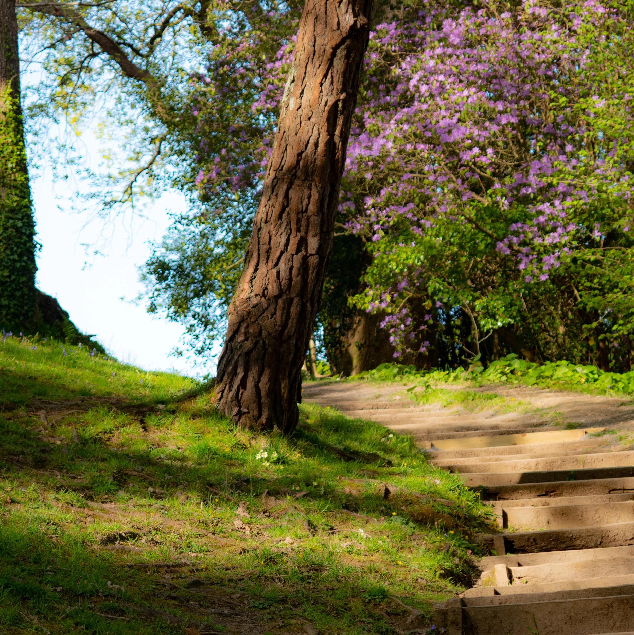 Clyne Gardens