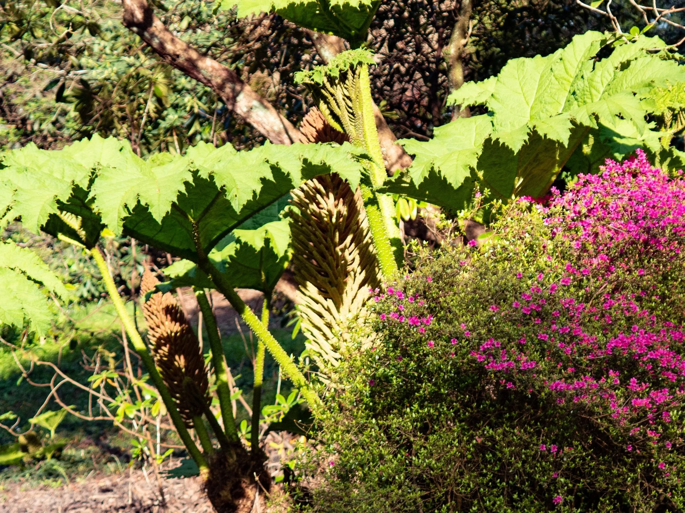 Rhubarb is large this year!