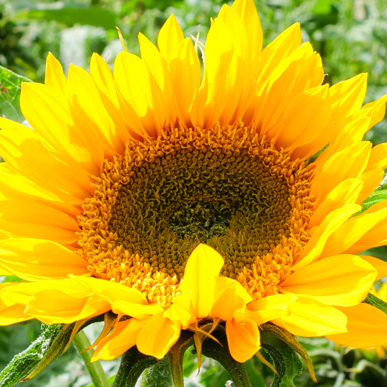 yellowsunflower.jpg