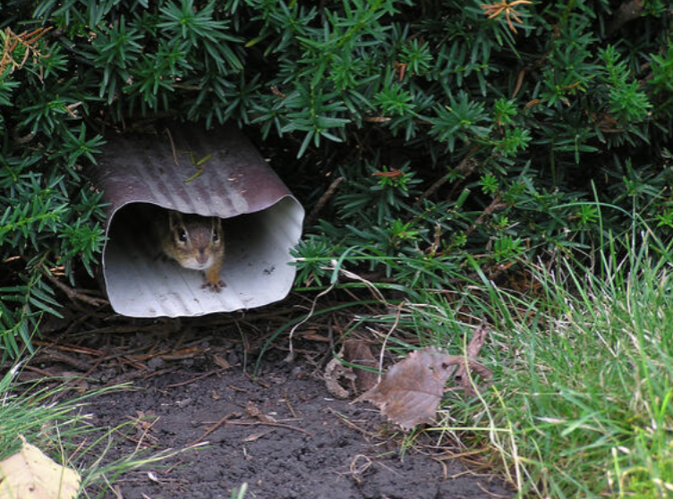 Tips for keeping rodents out of your gutters and downspouts