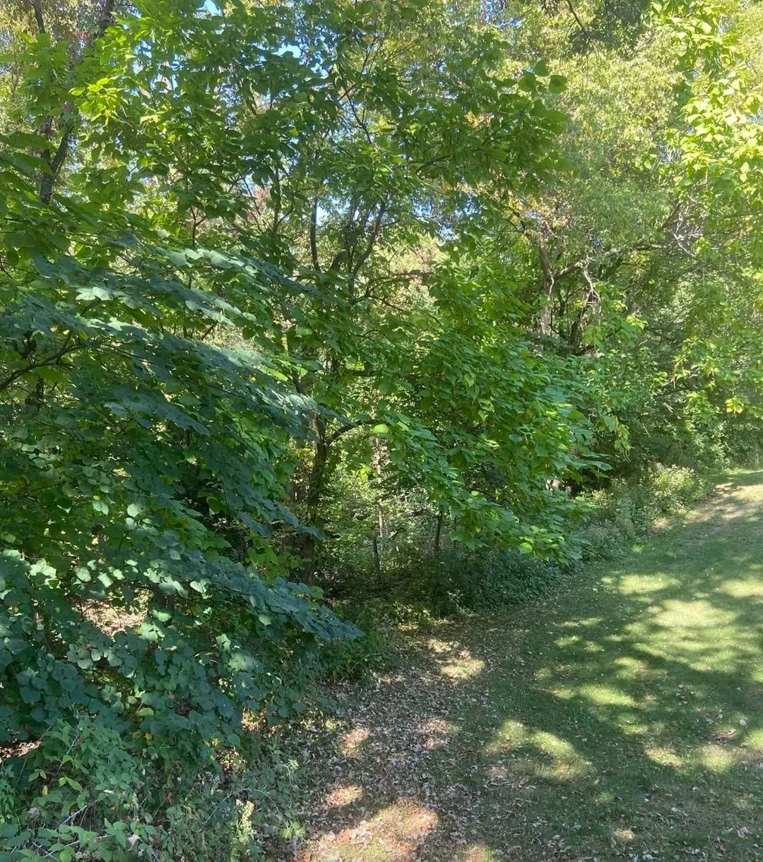 🌿 Your Slice of Nature Awaits!
📍 700 N Bluff Blvd | Clinton, IA
💲 $110,000 | 13.29 Acres of Wooded Beauty

Dreaming of space, privacy, and endless possibilities?
This 13+ acre wooded property is perfect for your dream home, a weekend getaway, or a
