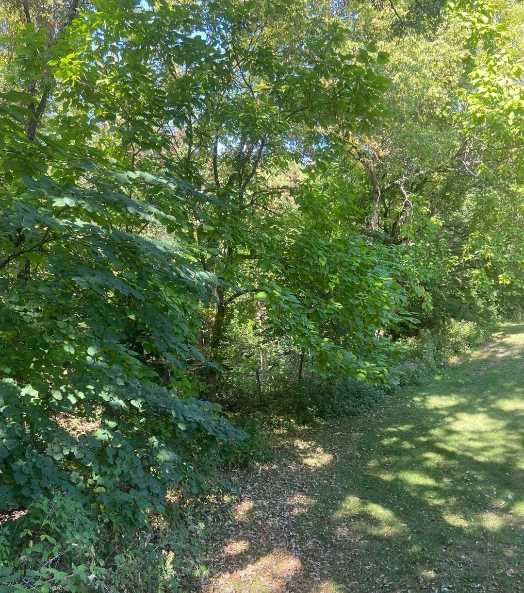 🌿 Your Slice of Nature Awaits!
📍 700 N Bluff Blvd | Clinton, IA
💲 $110,000 | 13.29 Acres of Wooded Beauty

Dreaming of space, privacy, and endless possibilities?
This 13+ acre wooded property is perfect for your dream home, a weekend getaway, or a