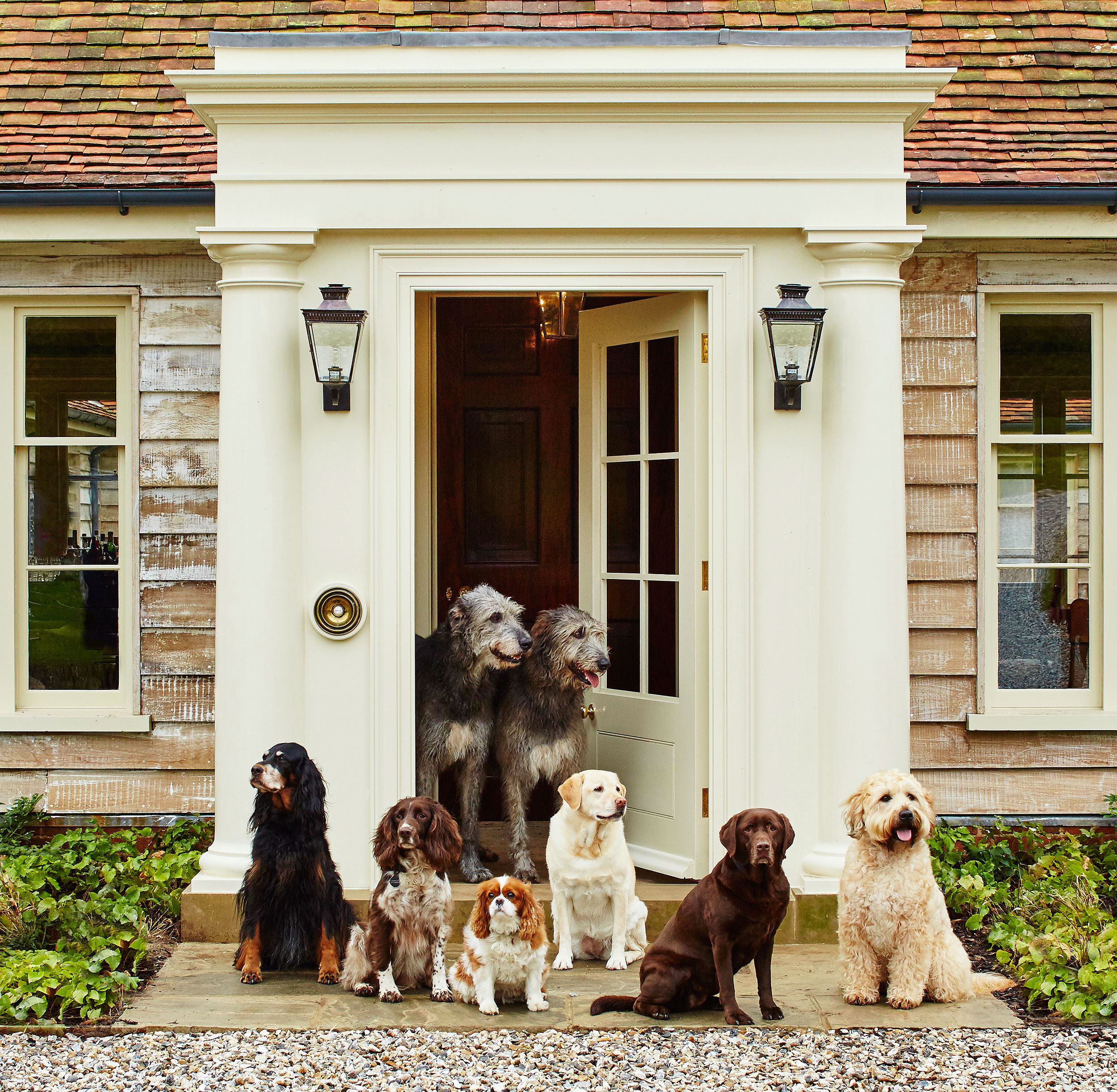 Dogs at Hound Lodge, Goodwood, Sussex, UK.  Estate photography by Mike Caldwell