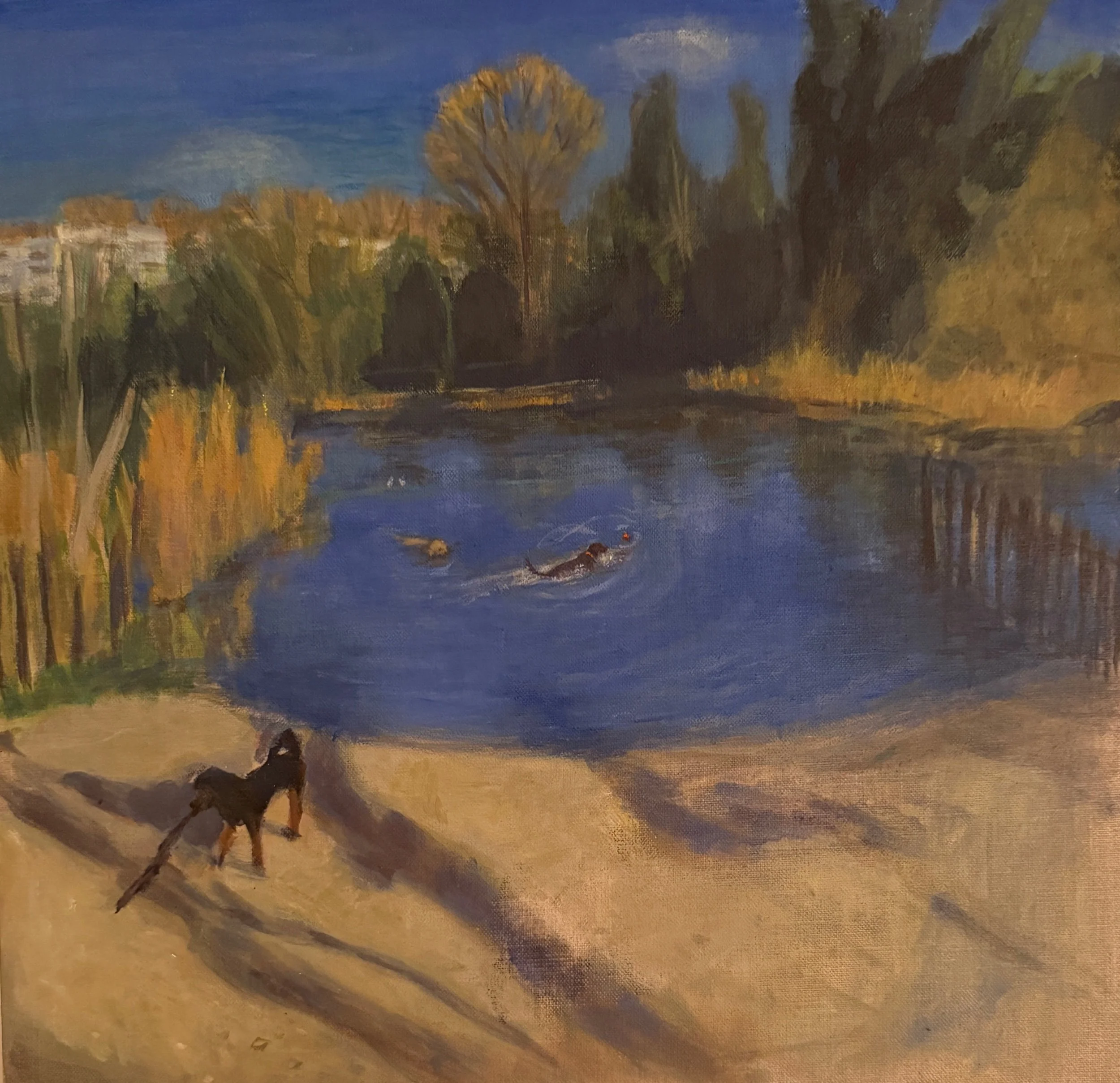 Dog swimming pond Hampstead Heath 