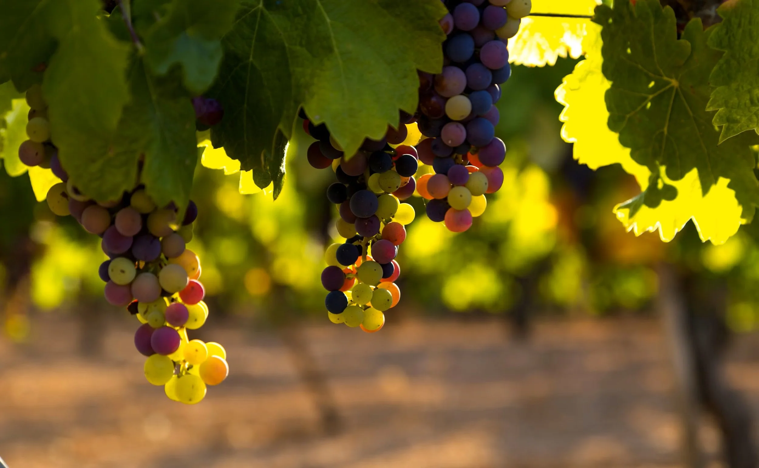 grape vine.jpg