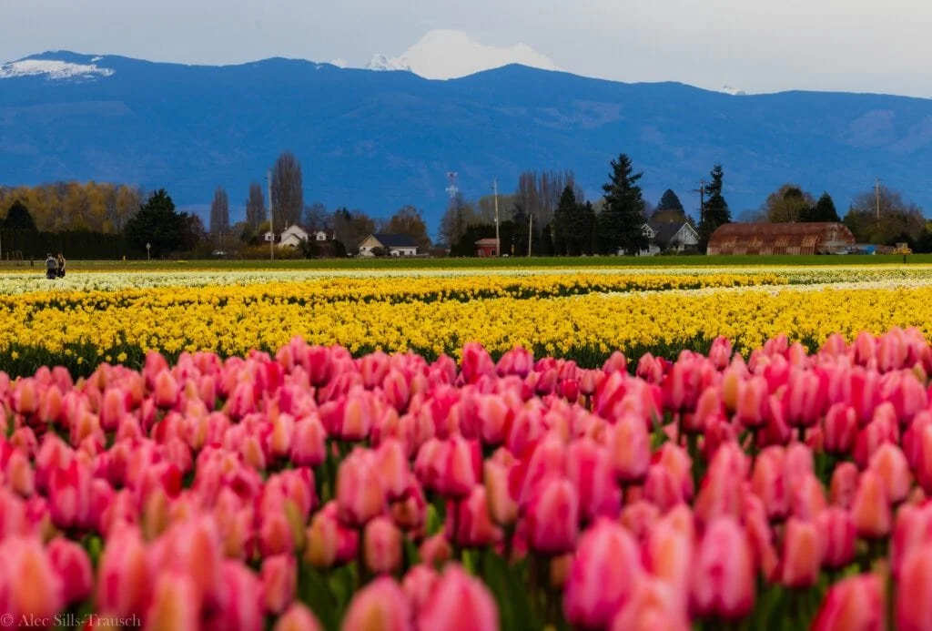 Come See us at the Tulip Festival