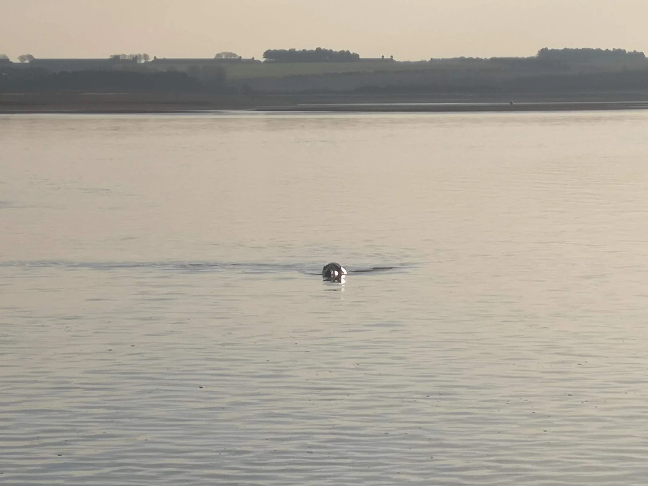 Being followed by seals (that refused to stay still long enough for a decent photo).