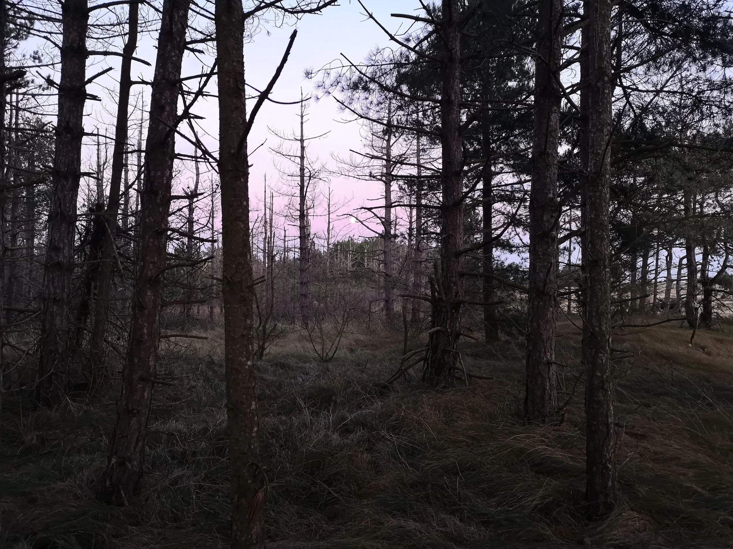 Unfortunately it’s hard to photograph a lunar eclipse so you’ll have to settle for a picture of the earlier moonrise. The first sign of the eclipse was the noise of the birds.Across the salt marshes the silence was broken by a cacophony of birds calling to each other.