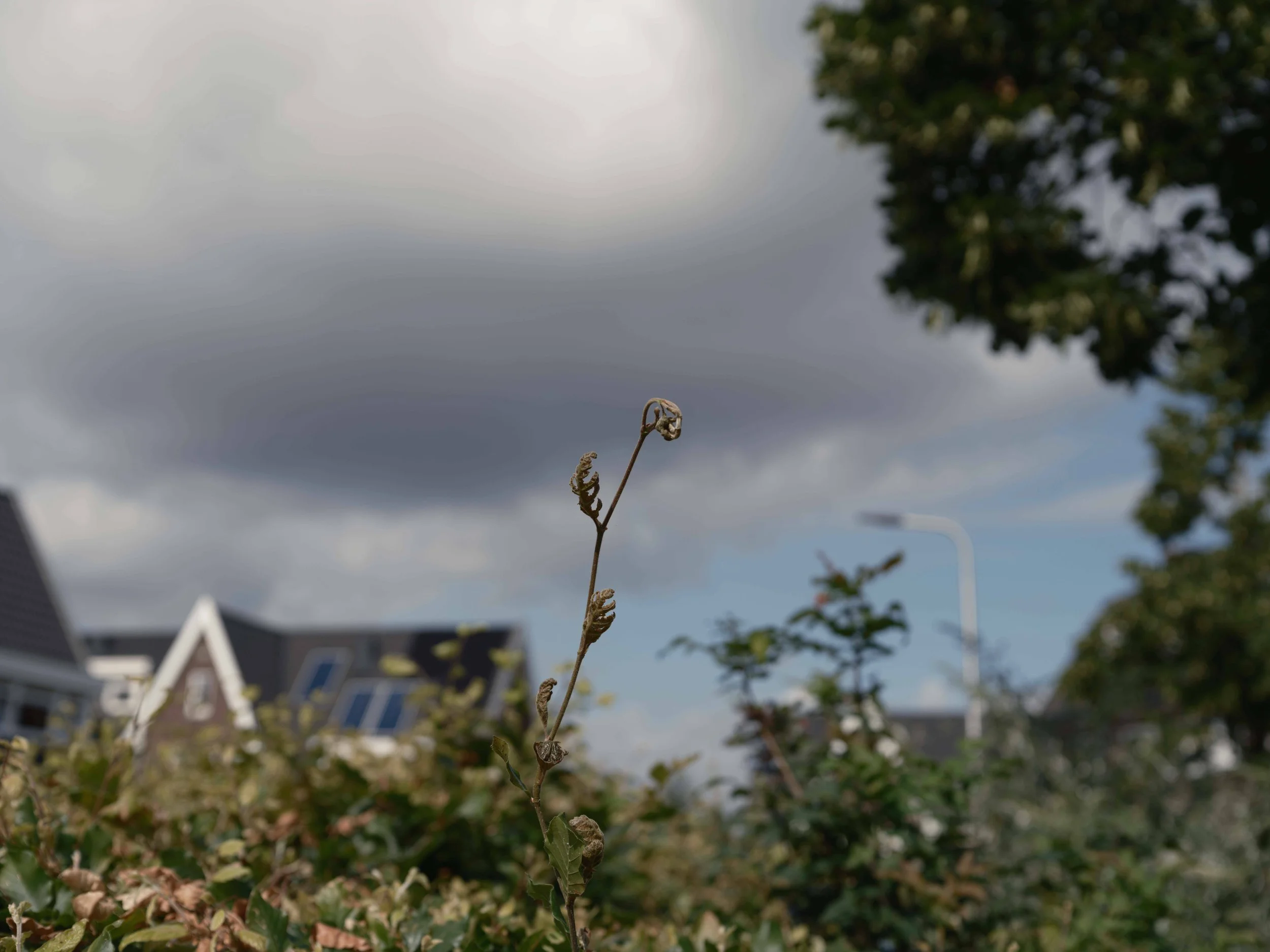 DSCF4023-1 (1)é copy.jpg