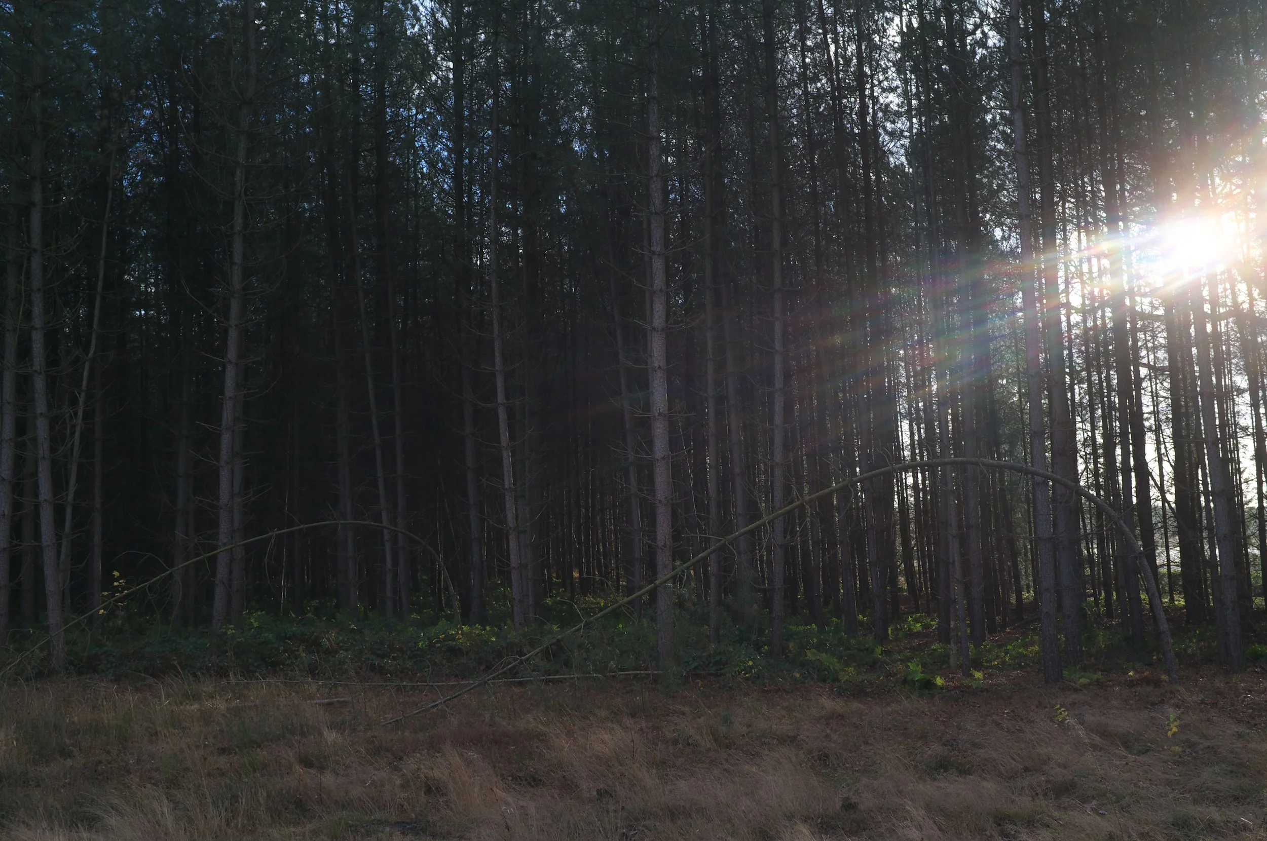 DSCF9260.jpg