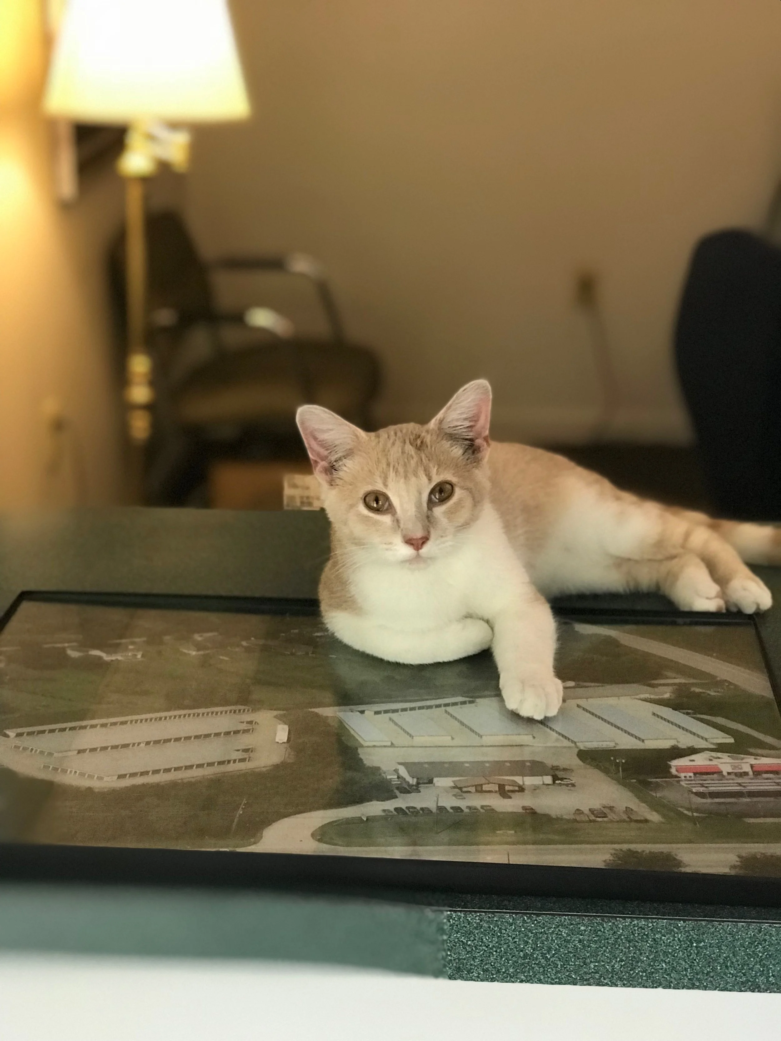 Nash