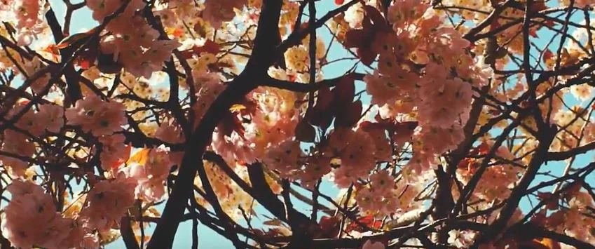 Phoria Release Video to New Single 'RROTOR