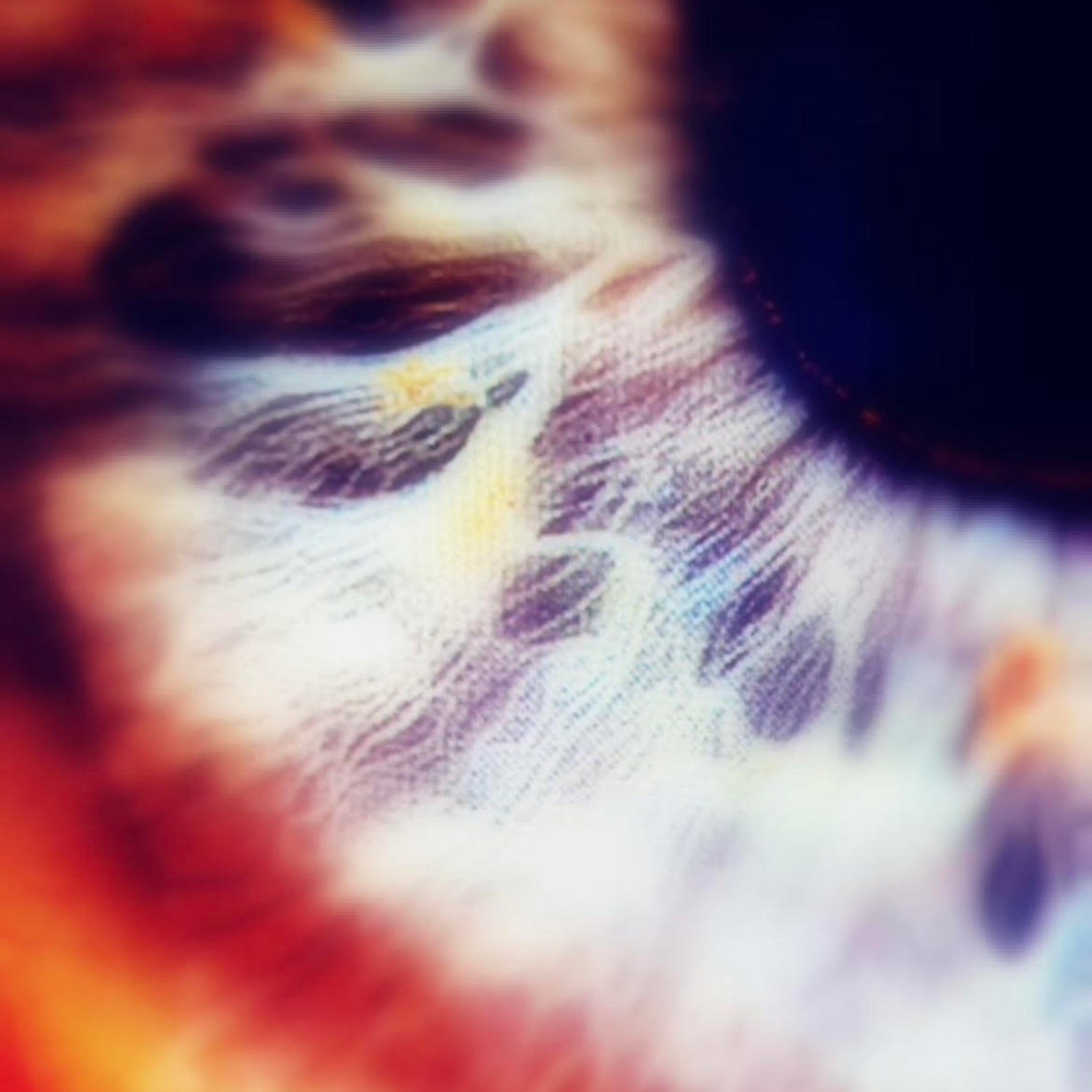 Phoria Announce New Album ‘River Oblivion’ and Release Its First Single: ‘New Beginning’