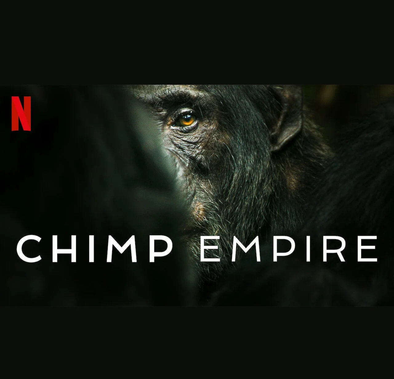 Phoria's 'Current' Features on Netflix's 'Chimp Empire'