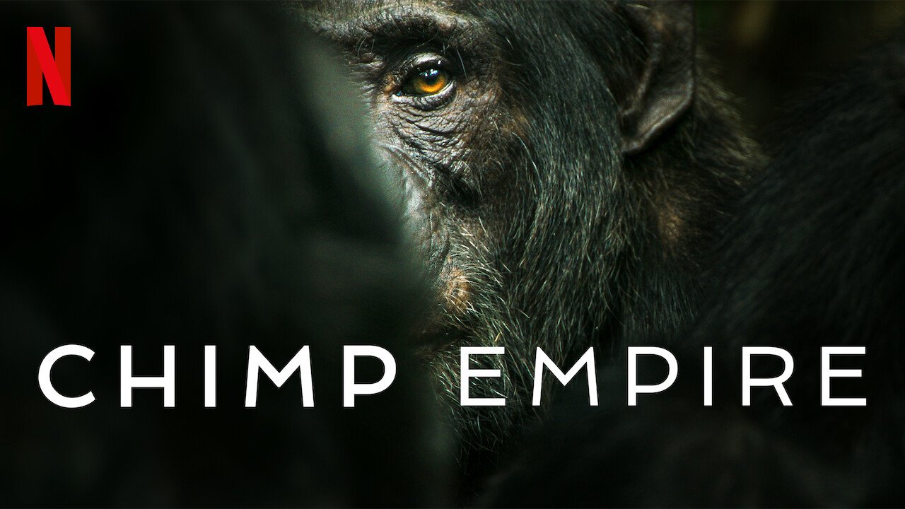 chimp-empire-wide.jpeg