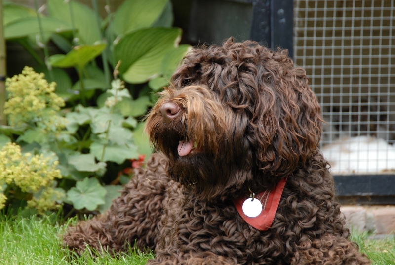 ALD Billy Bob van kennel "Dutchdoodle", vader van Ziggy
