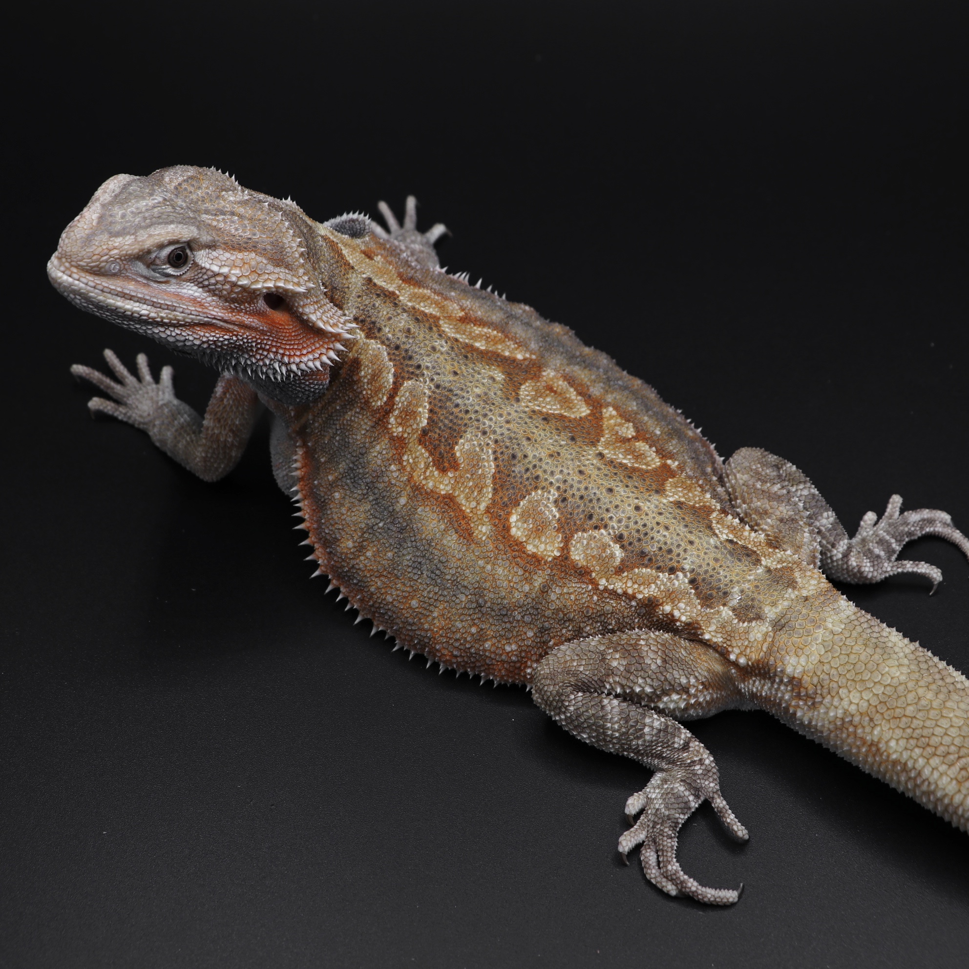 Eclipse - Trans Het Wero/Hypo Leatherback Dunner