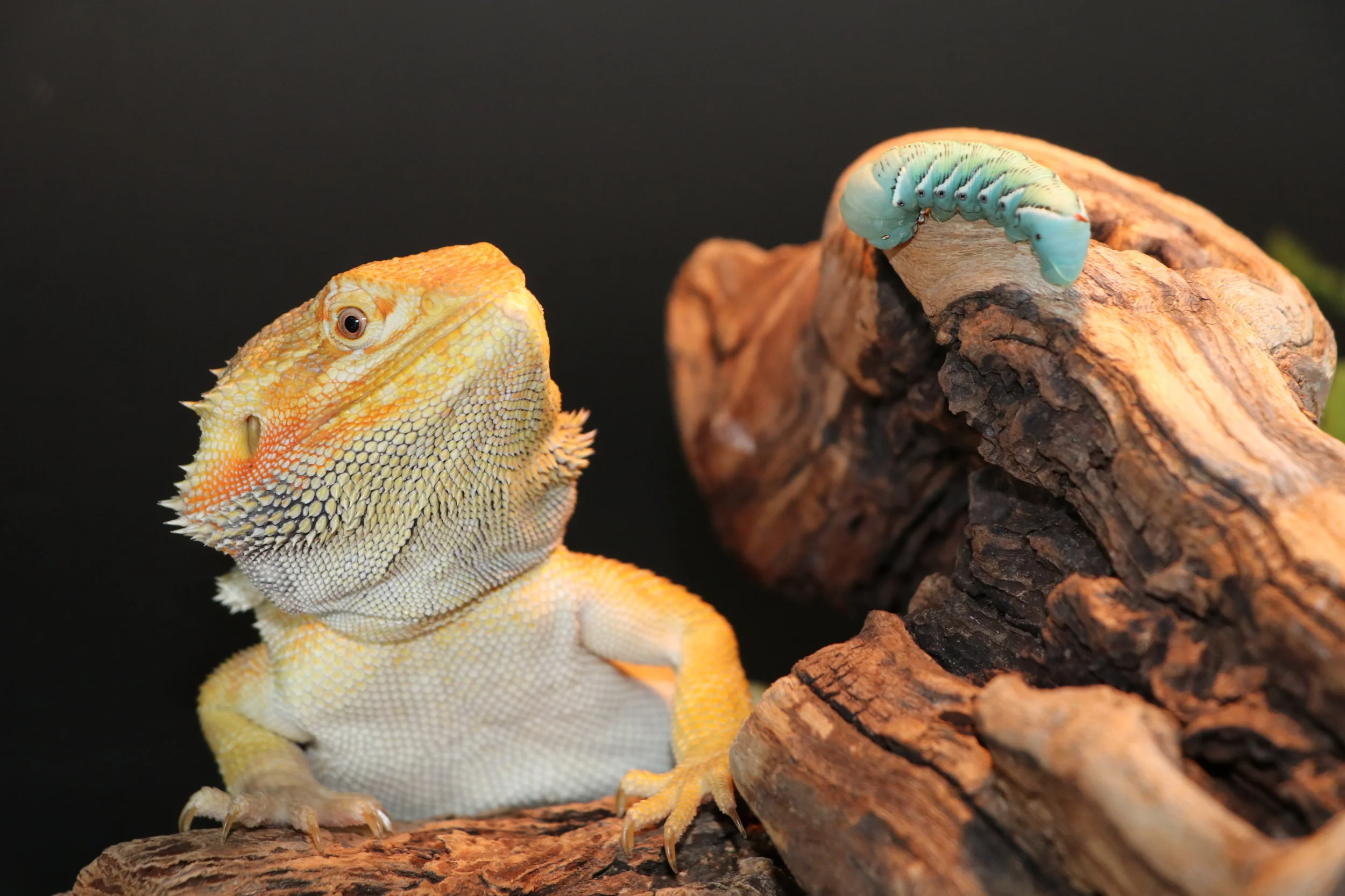 care for a bearded dragon