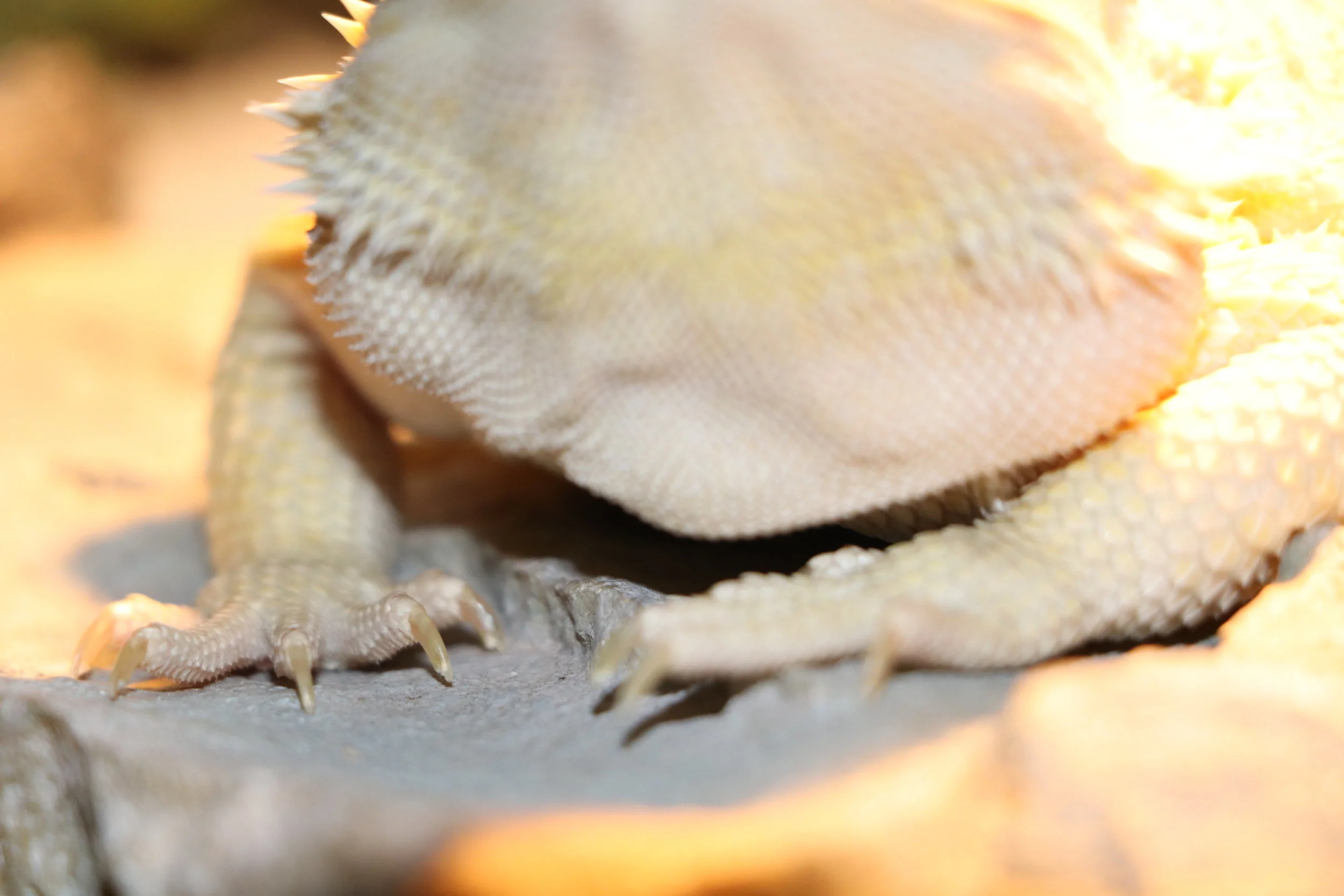 Bearded Dragon Nails Nail Ftempo