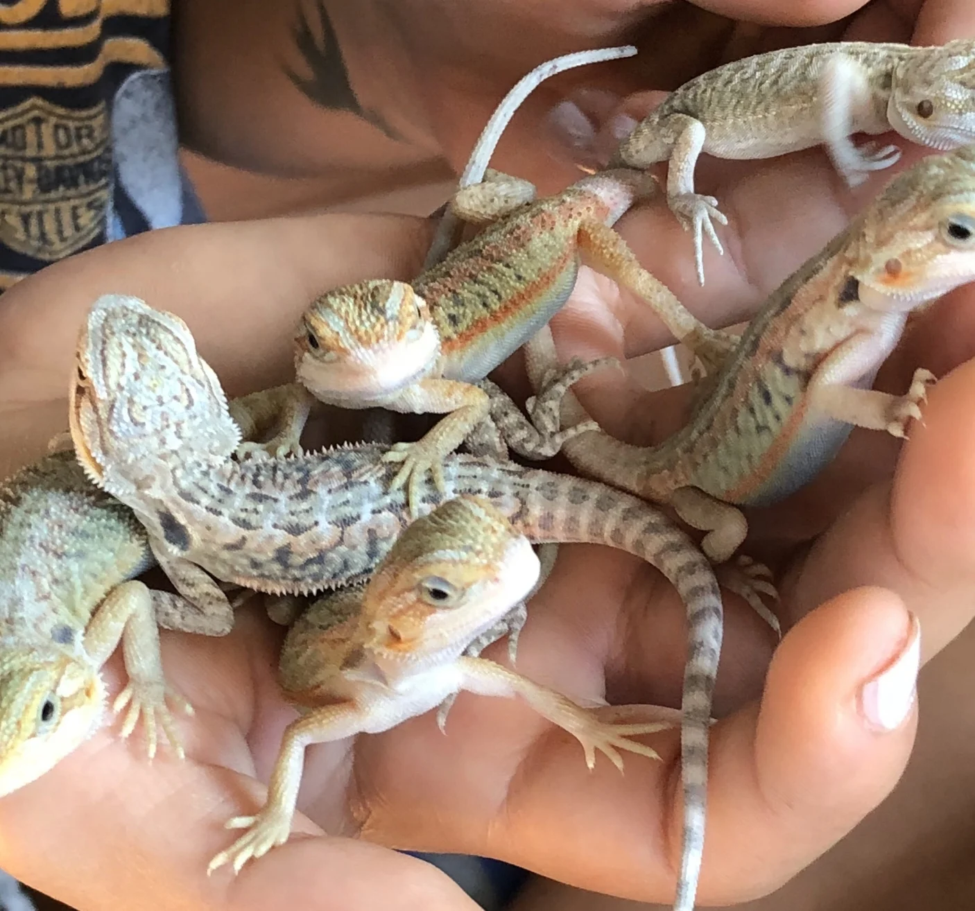 bearded dragon stores near me