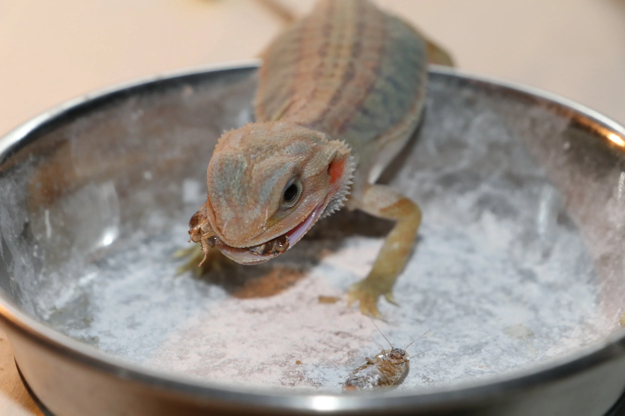 How to Know if Your Bearded Dragon is Sick