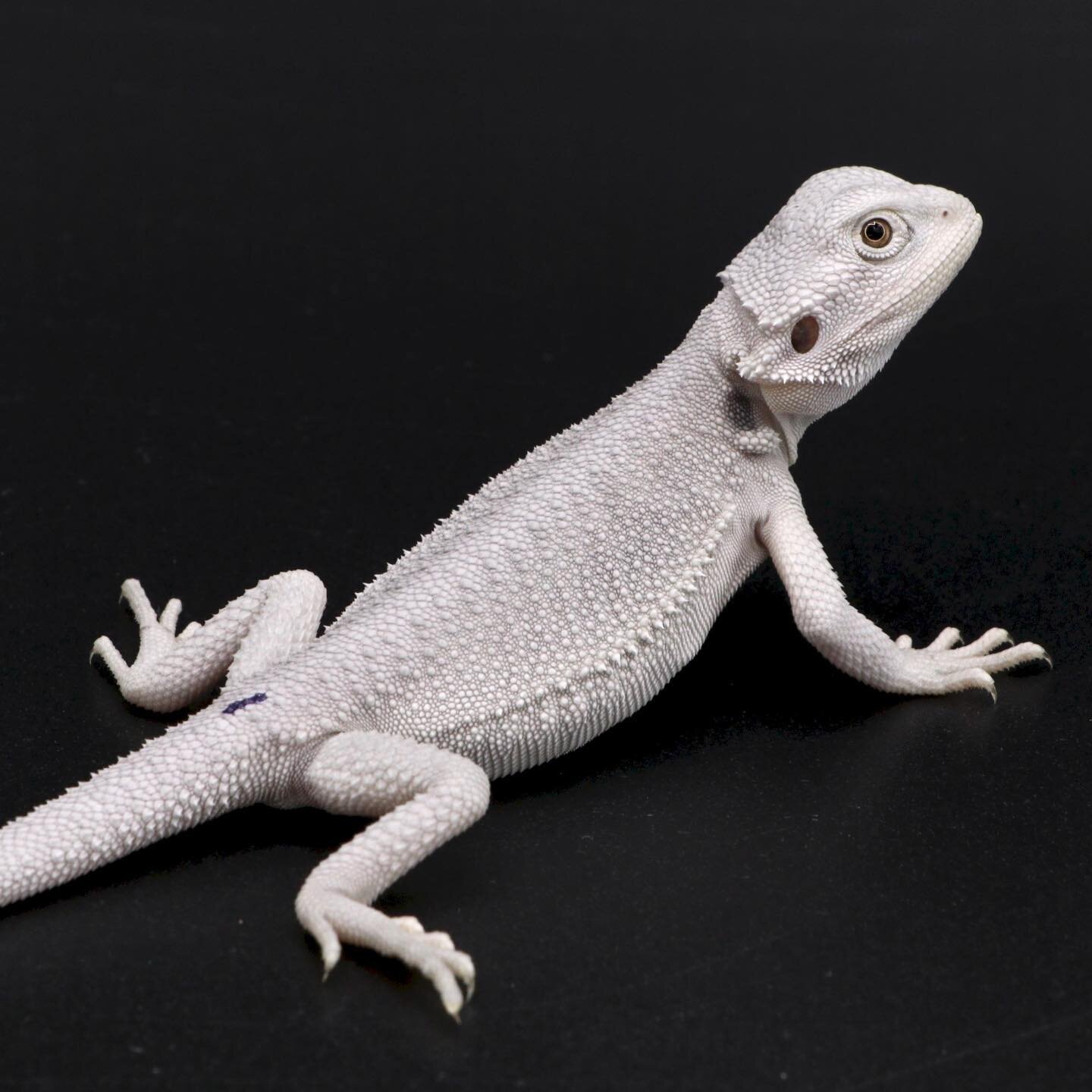 WE HAVE HYPO ZERO BEARDED DRAGON FOR SALE.