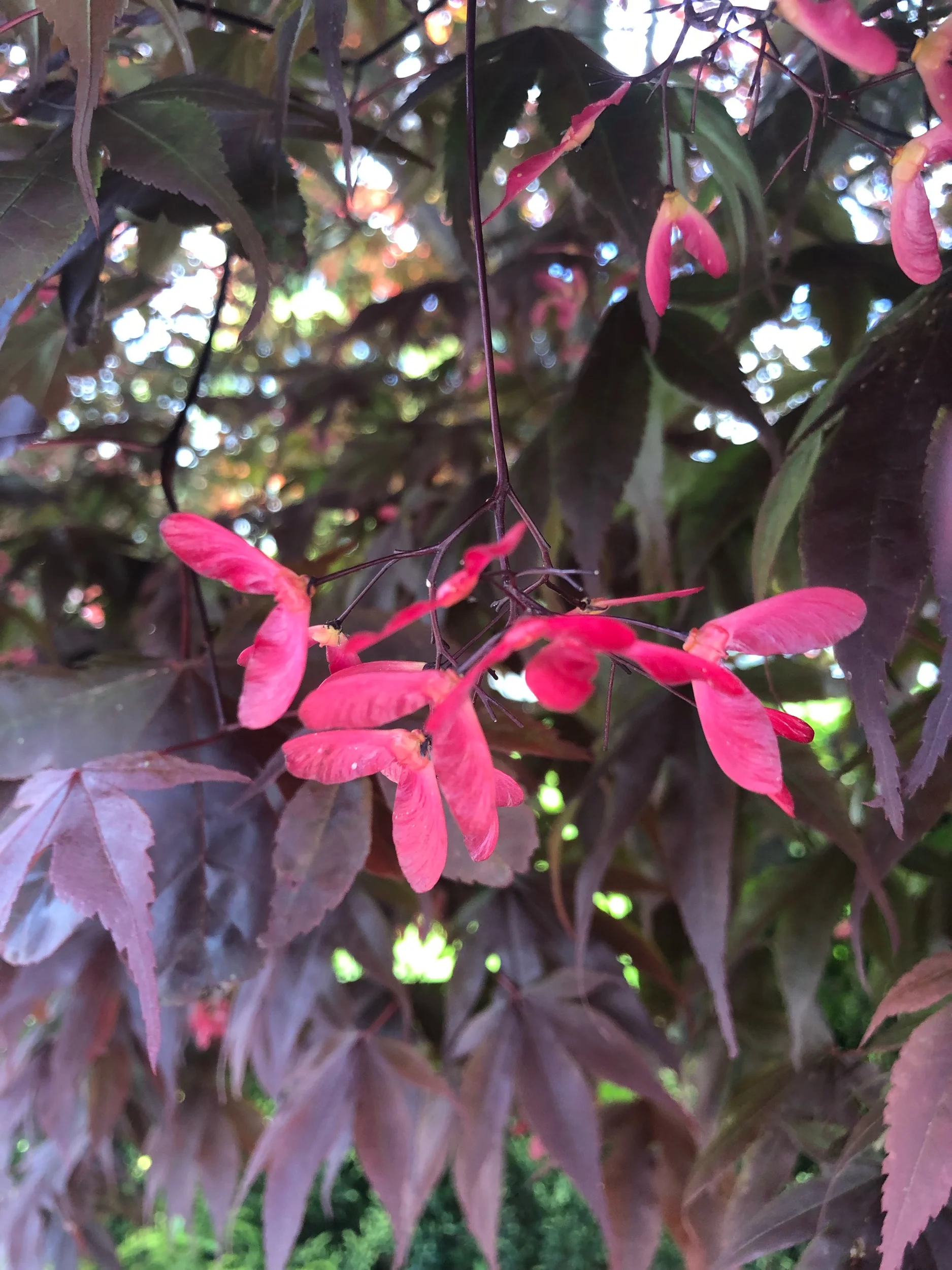IMG_0960.jpeg