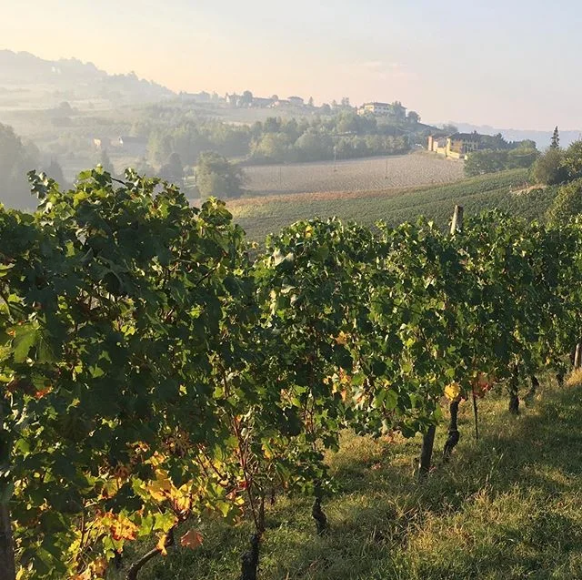 Late afternoons in Piemonte #vineyardvibes #morettiadimariwines #holidaysarecoming #vineyardlife #winetasting #ventomarino #holidaysthatgobeyondtheordinary #holidayphilosophy #instatravel #piemonte #italy #dolcevita #visititaly #asti #winetour