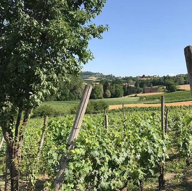 Balmy days at the vineyard #luxurylifestyle #holidaysthatgobeyondtheordinary #holidayphilosophy #winetasting #holidaysarecoming #ventomarino #visitpiemonte #vineyardlife #vineyardvibes #vineyardholiday #italy #morettiadimariwines