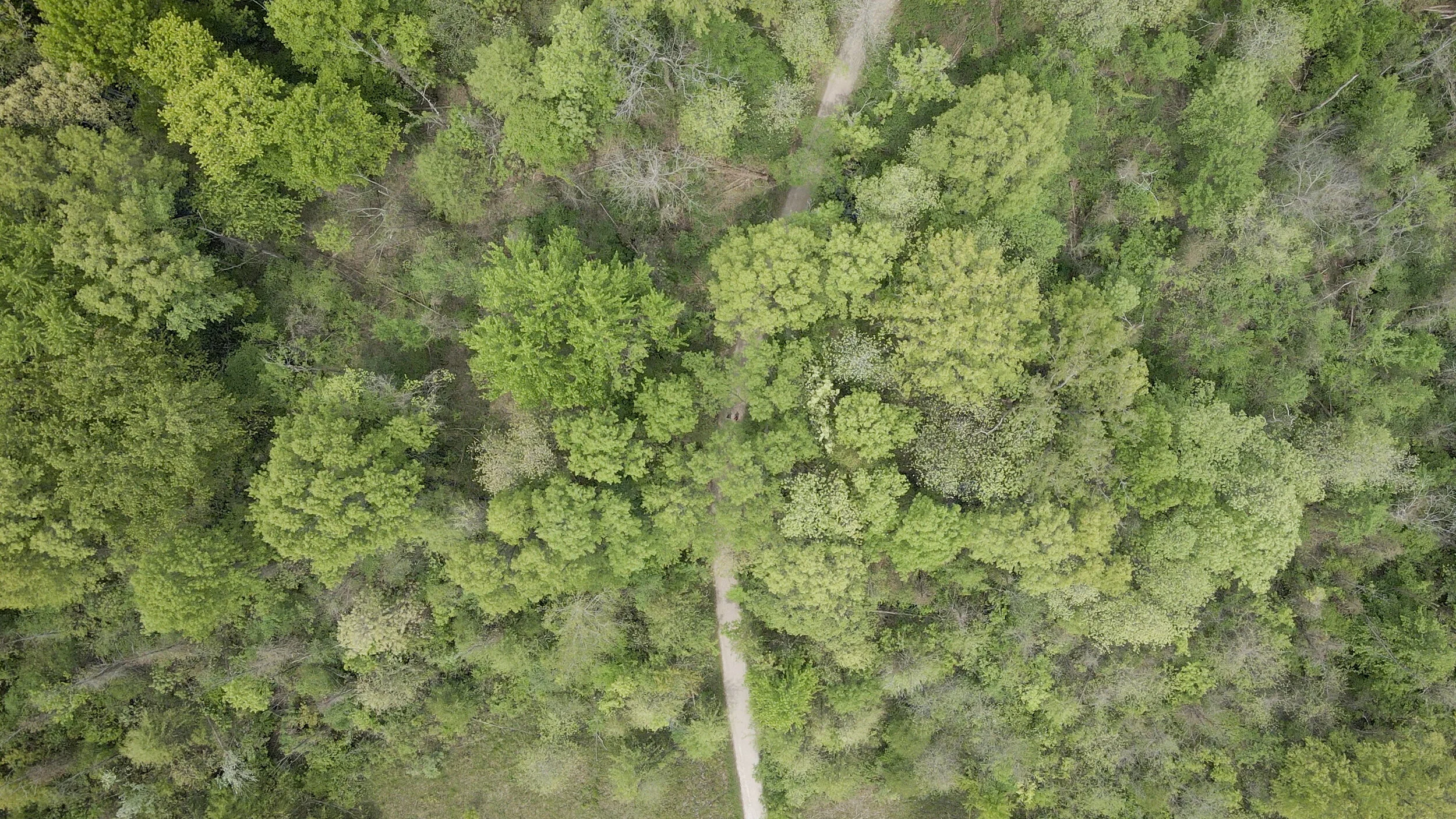 Drone50.jpg