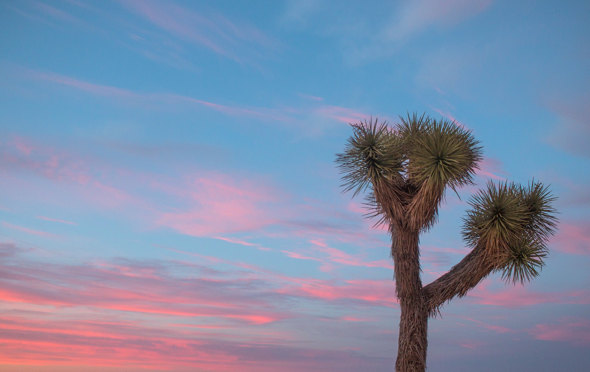 joshua-tree-at-sunset.jpg