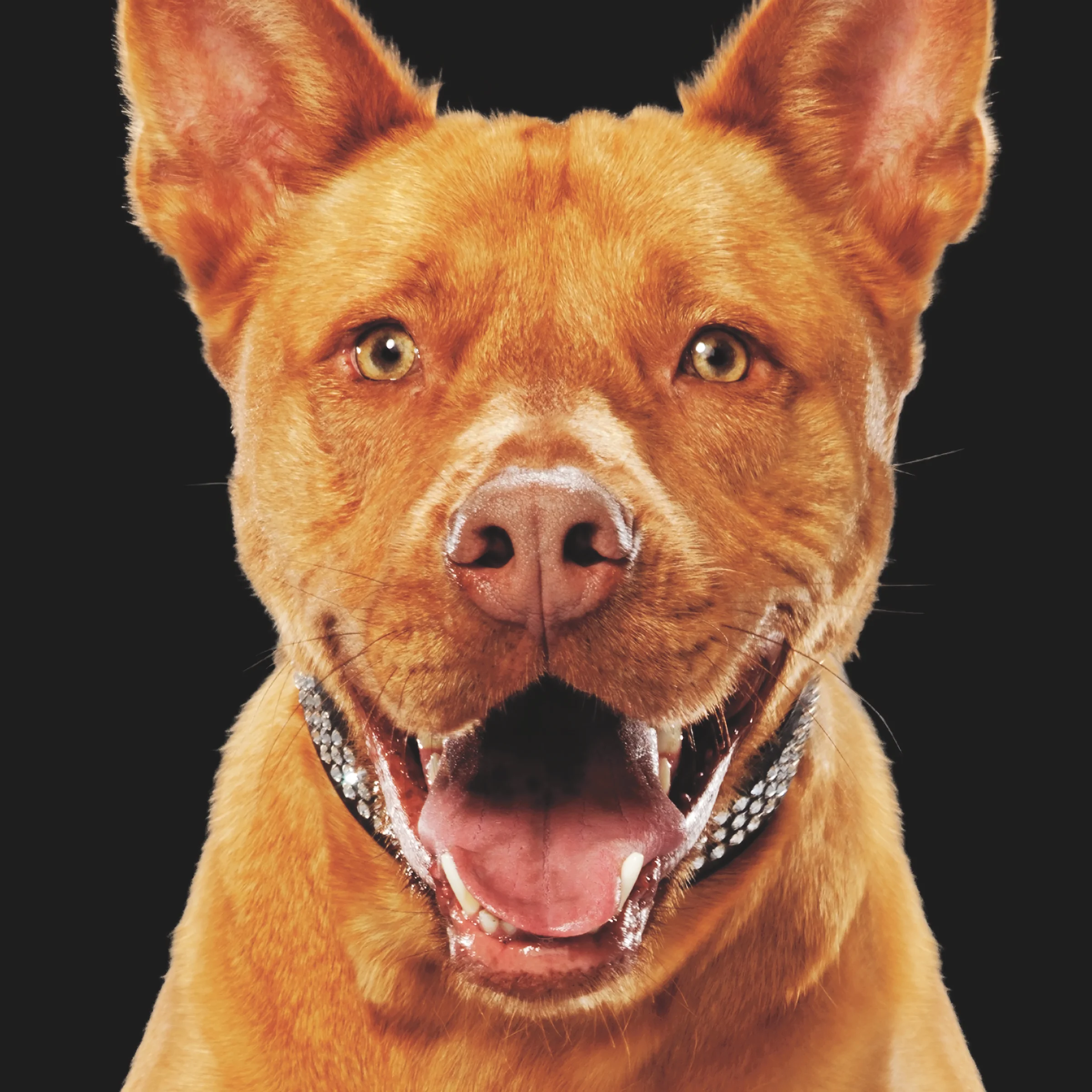TROOPER Background: This big teddy bear was adopted and returned three different times from Miami Dade Animal Services; not by any fault of his own, just bad luck. The day he was rescued by Paws 4 You was the day he was to be euthanized due to a lack of space. His large size was said to be “less adoptable.” Success Story: Trooper was adopted by a loving family with two girls who can’t get enough of this gentle giant.