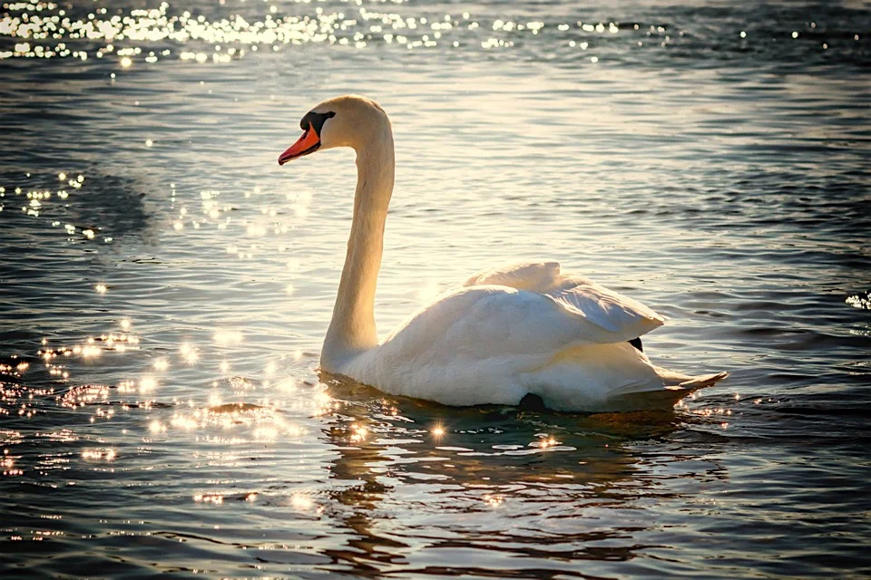 schwan-Mülheim an der Ruhr.jpg