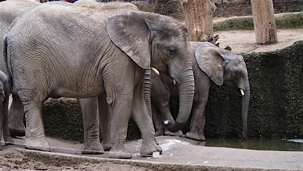 elephant-Remscheid.jpg