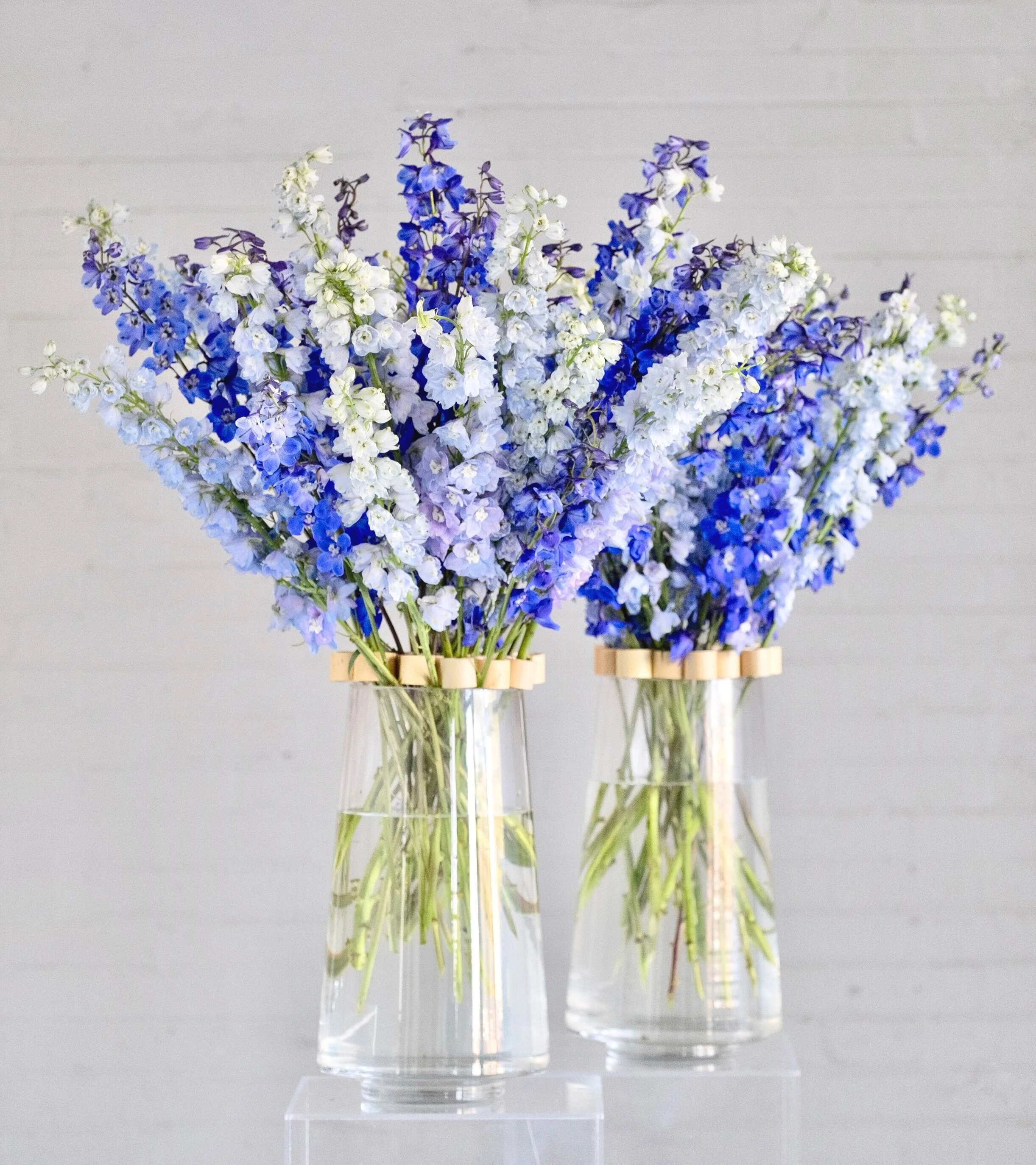 Image of Delphinium in a vase