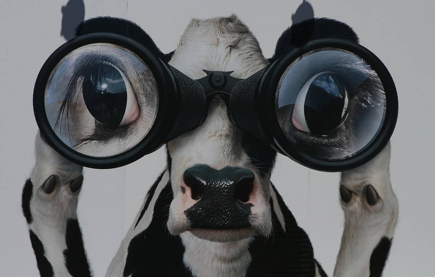 Cow 2R.jpg