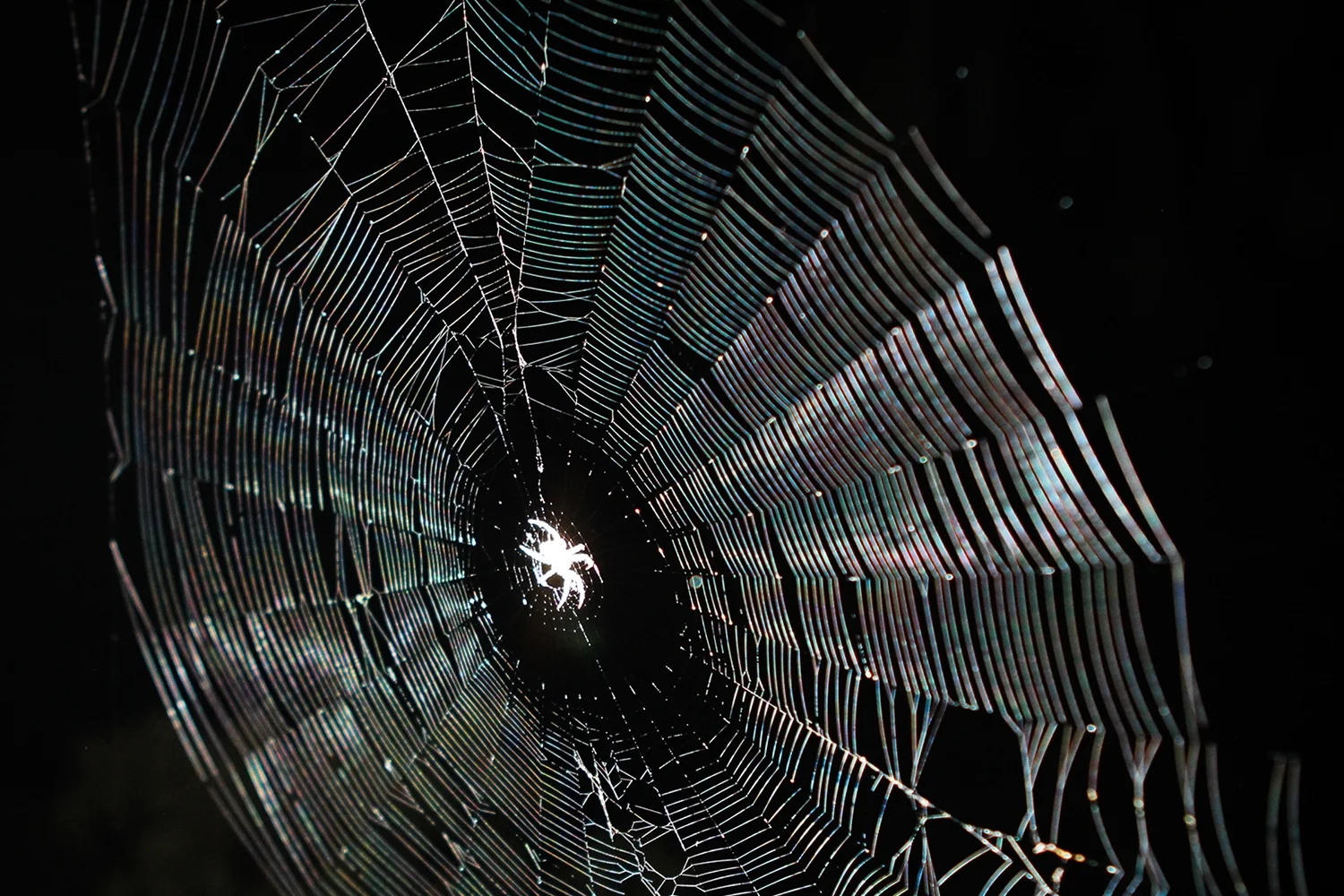 Spider (1 of 1)R.jpg