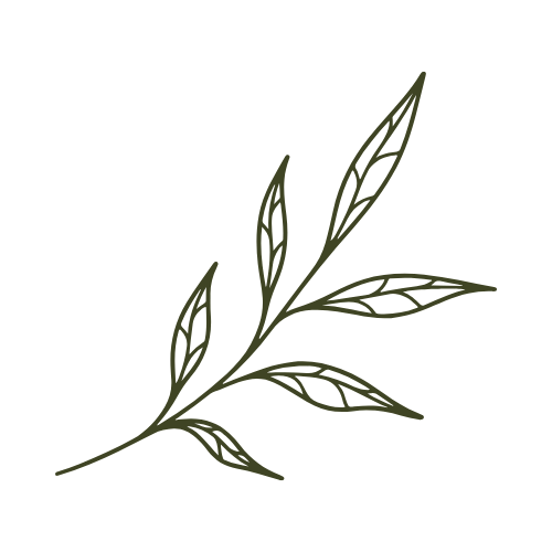Illustration of a leafy branch with multiple elongated leaves.