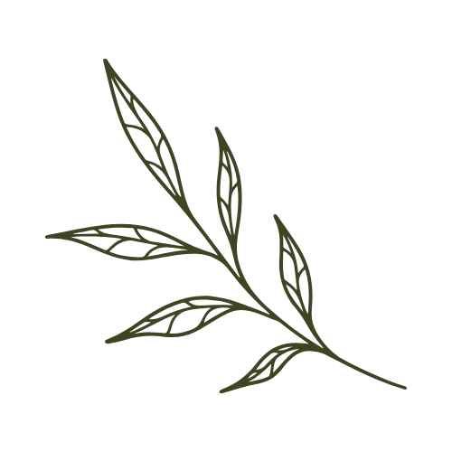 Illustration of a thin branch with elongated leaves.