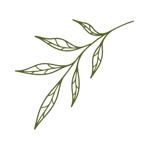 Simple illustration of a green leafy herb branch with multiple elongated leaves.