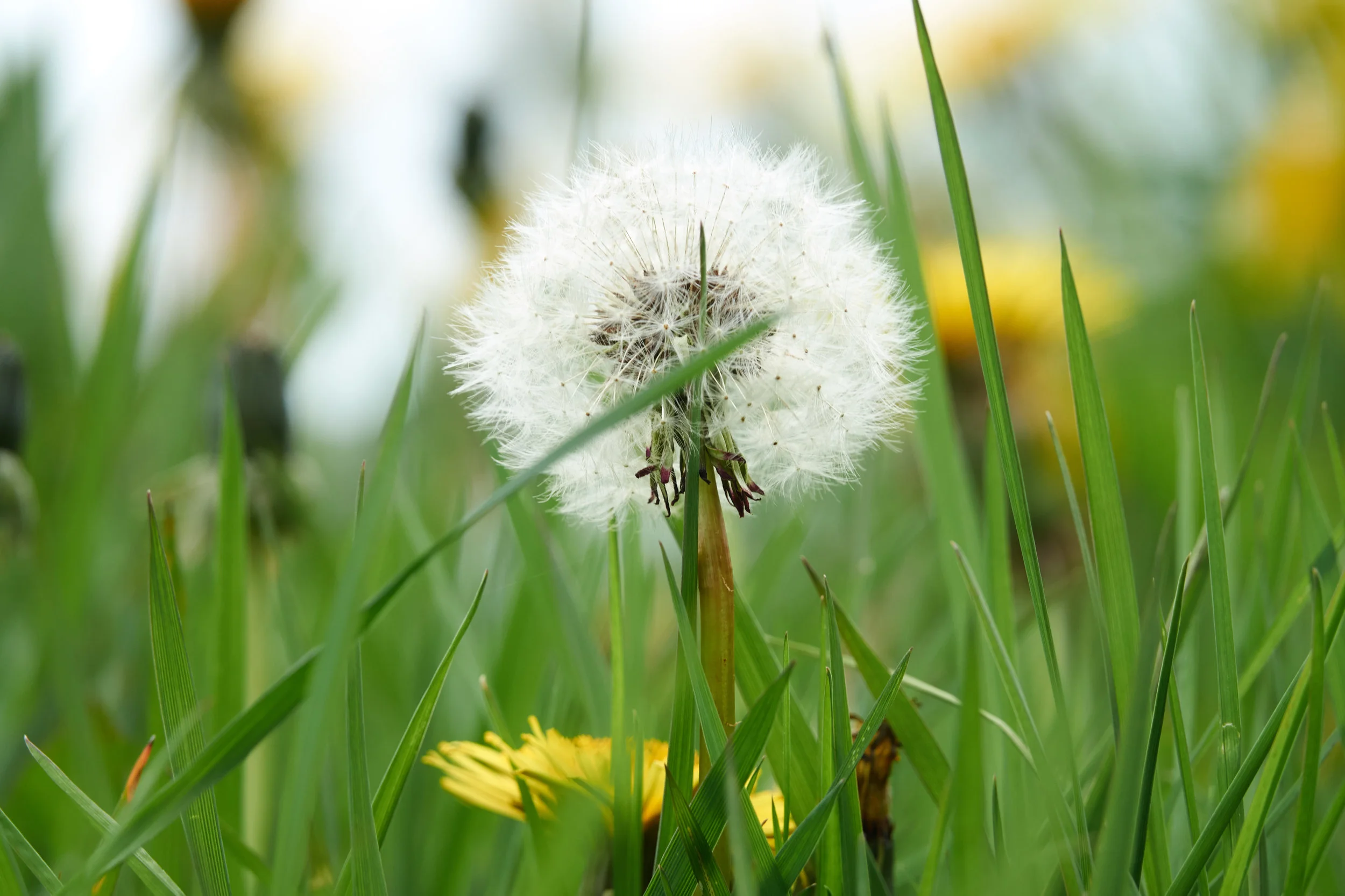 Dandelion