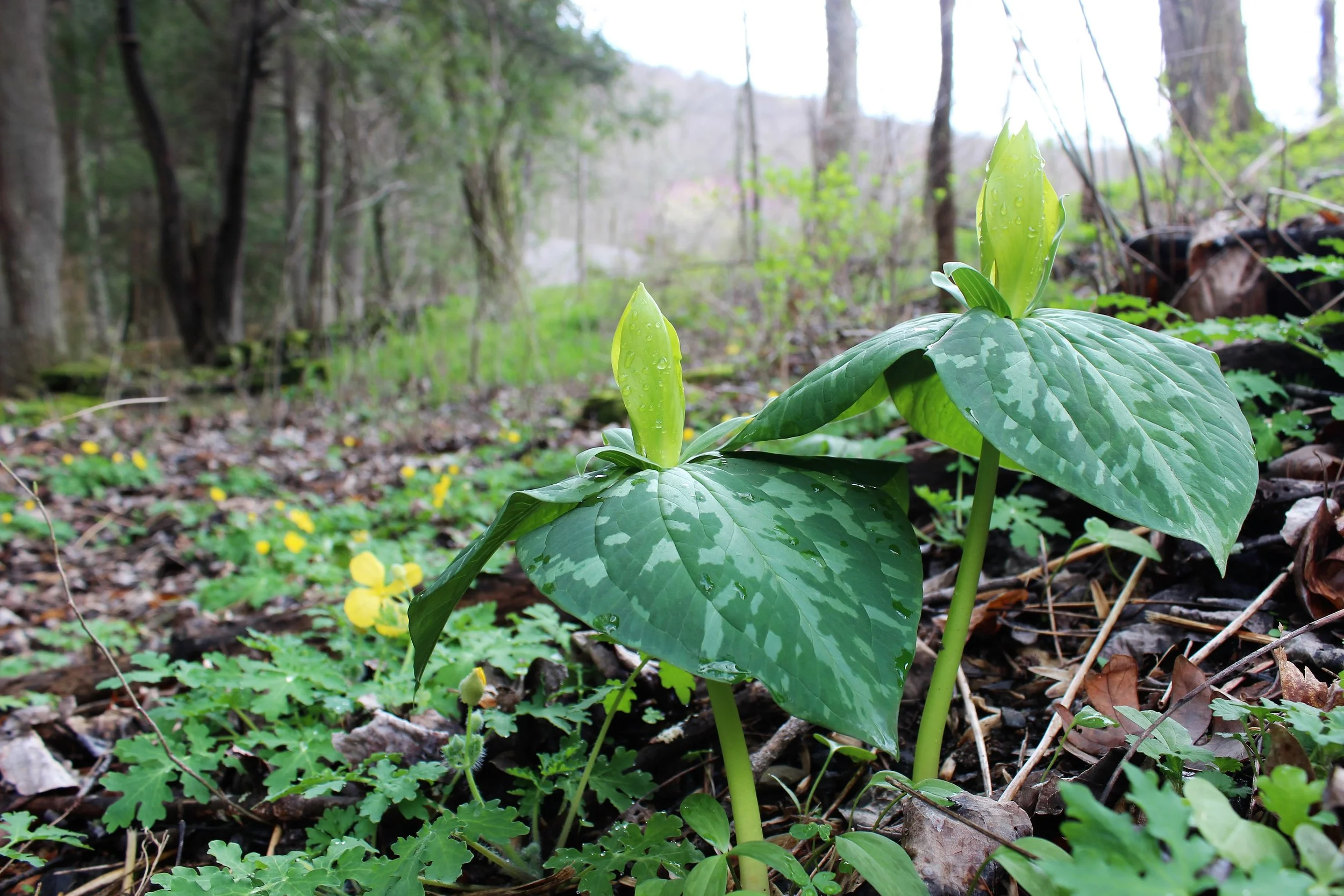 Spring Naturalist Weekend