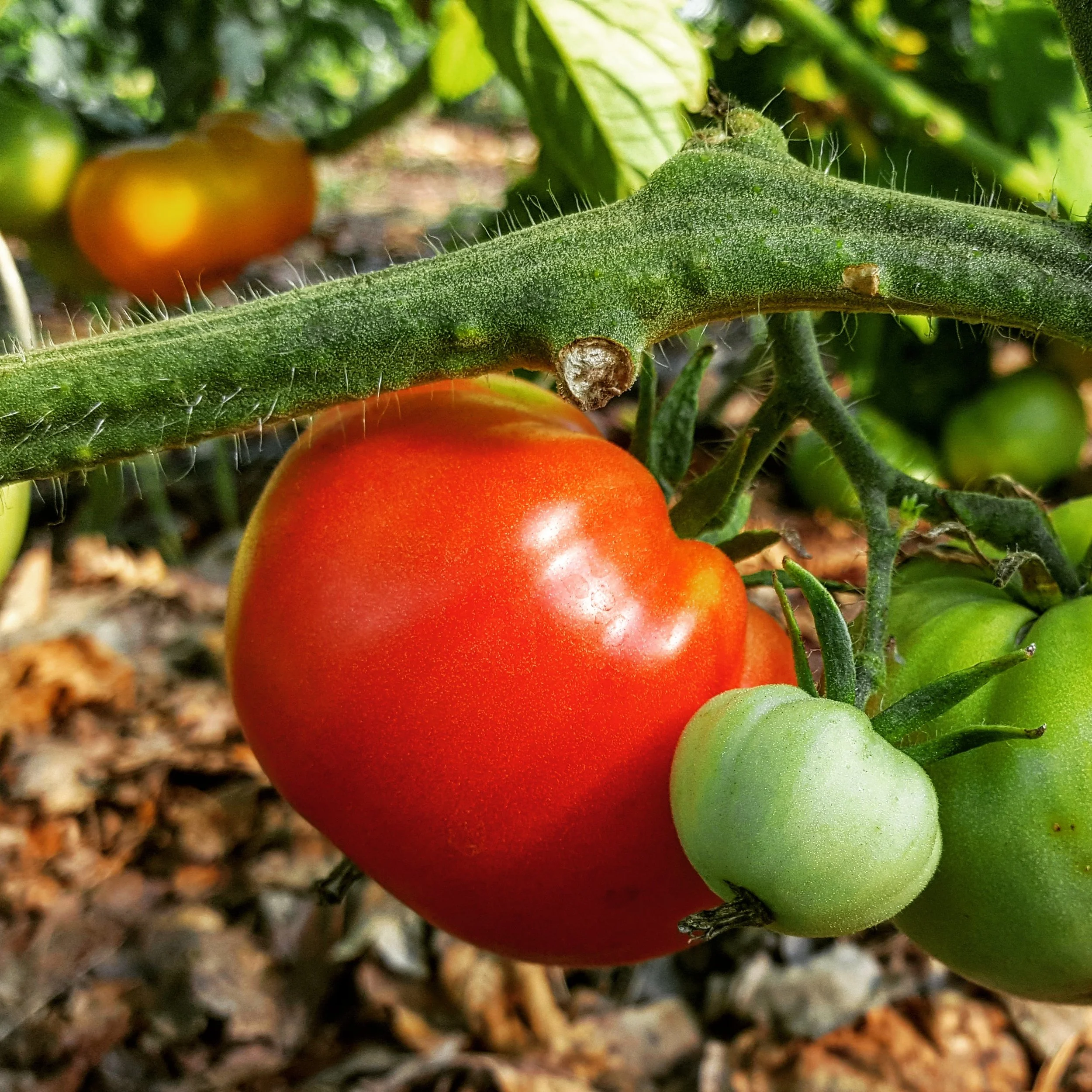 Grow Appalachia Farm Tour