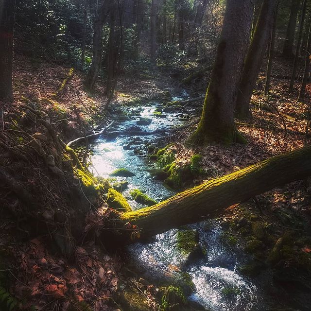 Is there anything more magical than morning light on a woodland creek? #springinthemountains