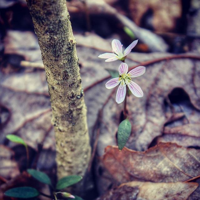 A season of tiny miracles begins. #springwildflowers