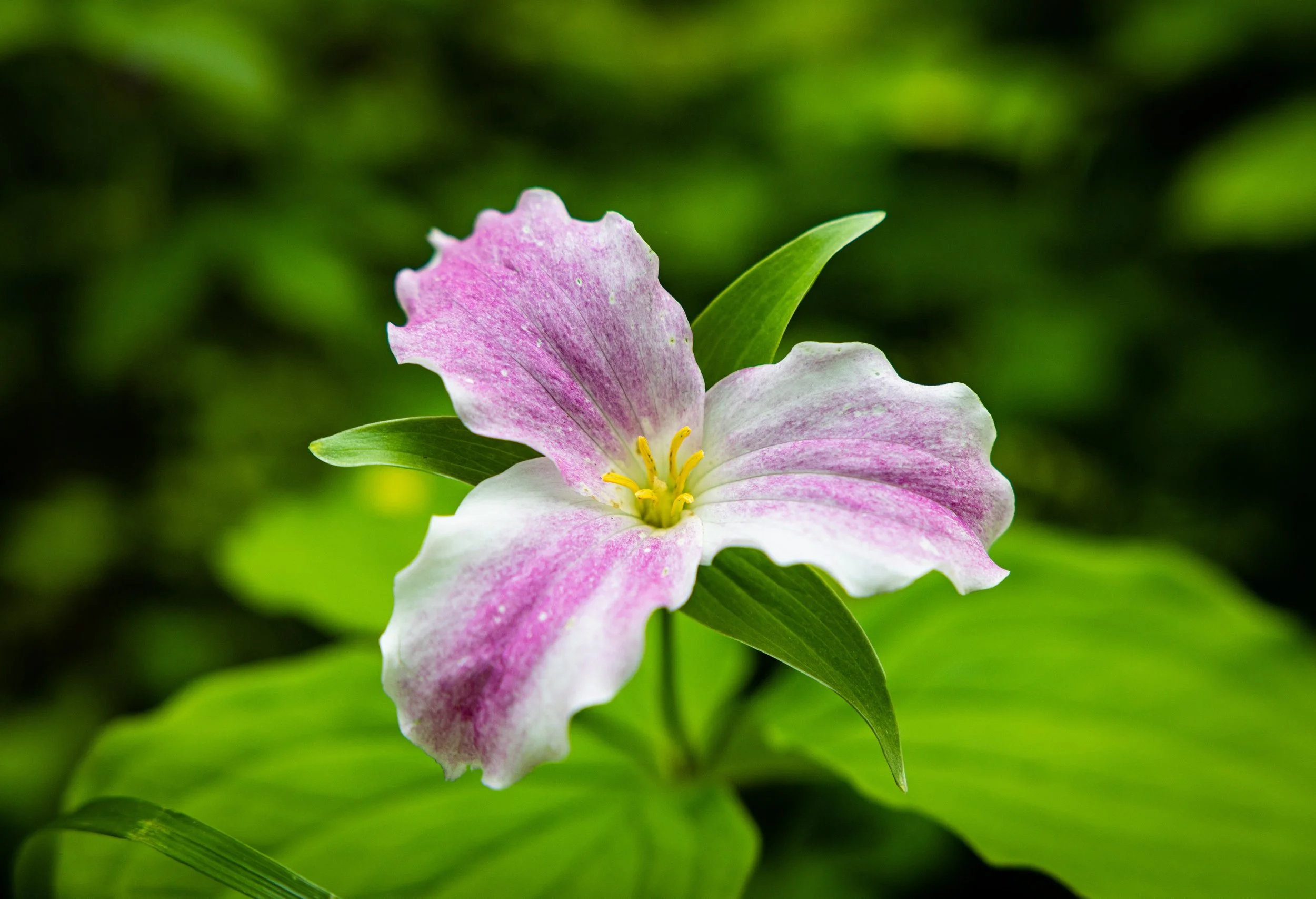 2024 Spring Naturalist Weekend