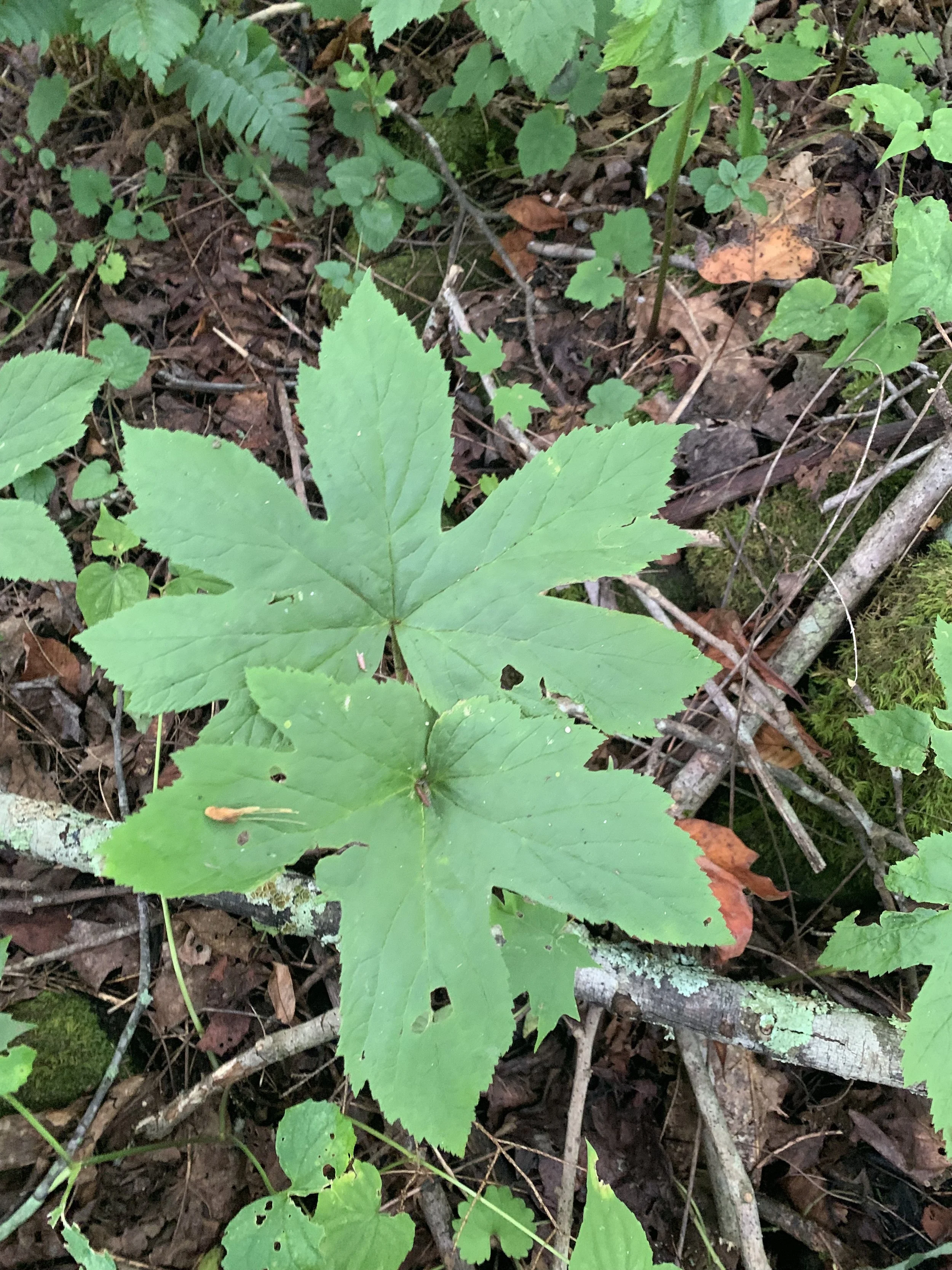 Fall Arts Retreat Weekend - Foraging with the Appalachian Forager