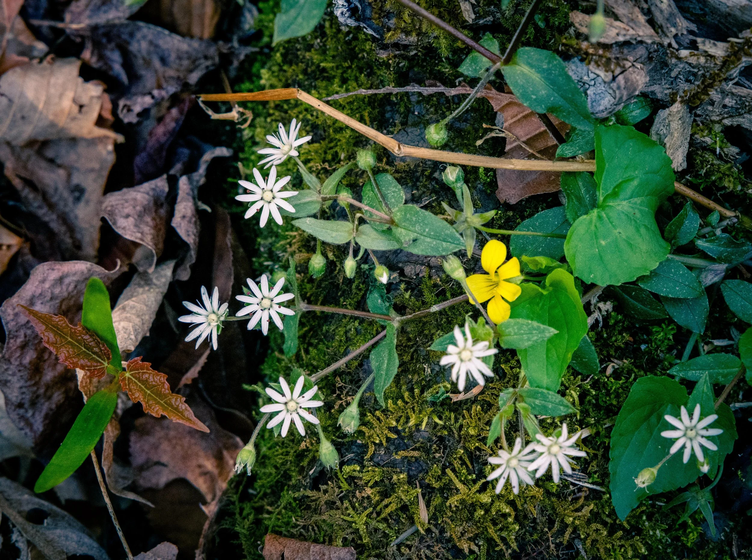 Community Hike - Lilley-Cornett Woods