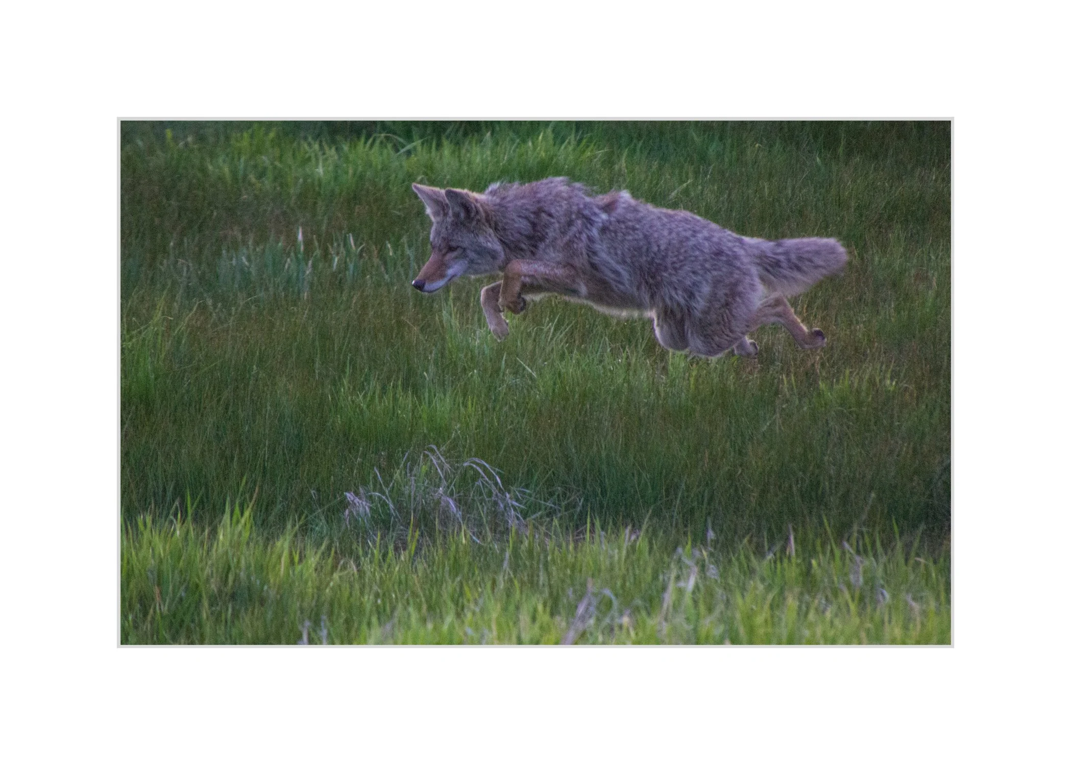 Coyote Matted.jpg