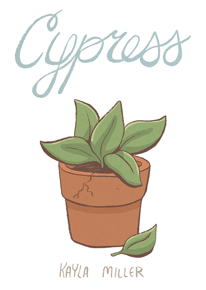 Cypress